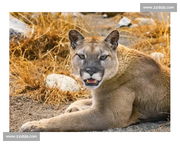 美洲虎与美洲狮正面对决力量速度与生存策略终极较量野外王者之争